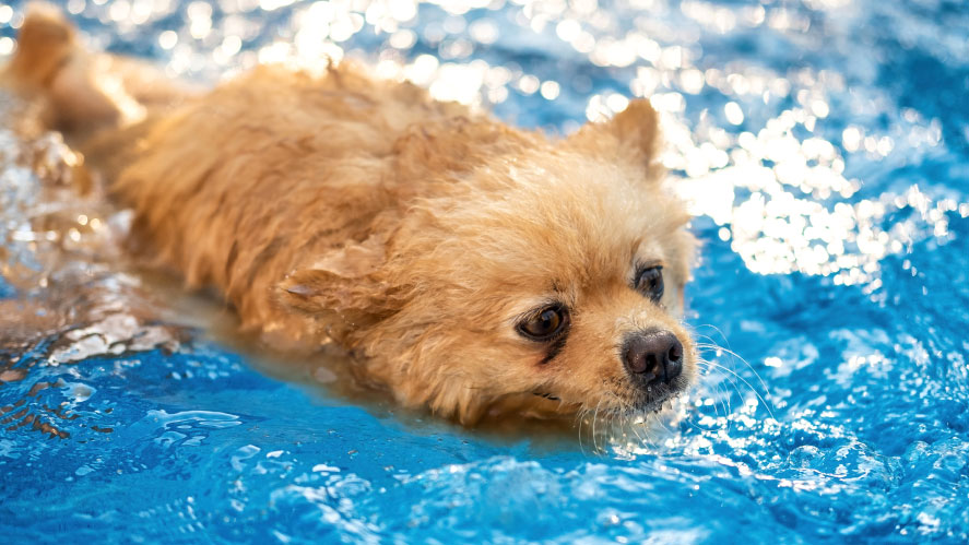 Can Dogs Drink Pool Water?